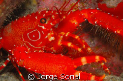 Sea crab from the Canary Islands, Spain. by Jorge Sorial 